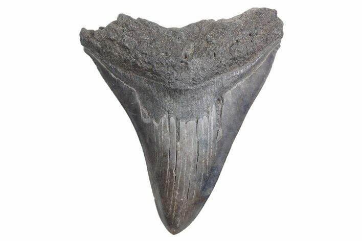 Bargain, Fossil Megalodon Tooth - South Carolina #358977